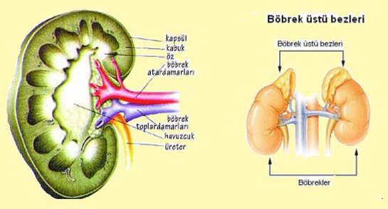 Bbrek st Bezi Hormonlar